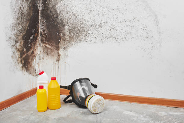Best Certified Mold Removal  in Pablo, MT