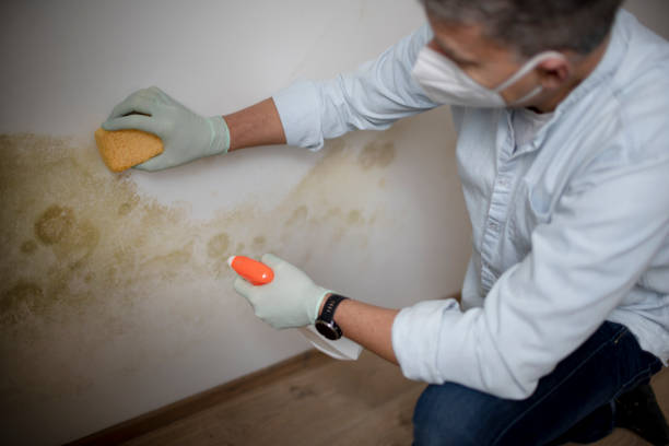 Certified Mold Removal in Pablo, MT