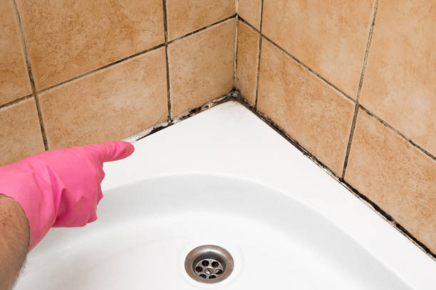 Best Mold Removal Process  in Pablo, MT