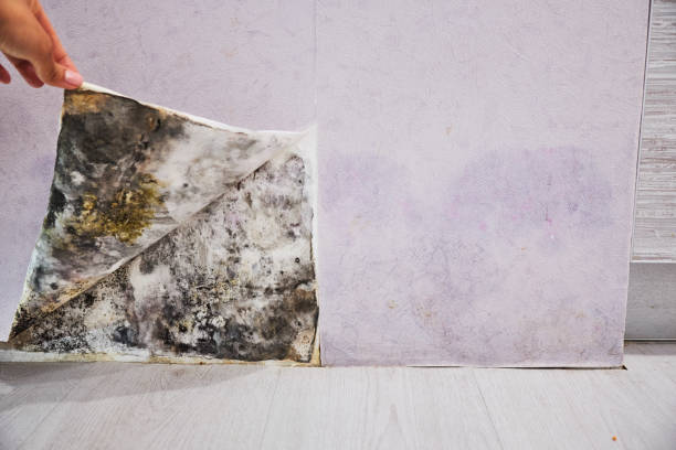 Best Black Mold Removal  in Pablo, MT